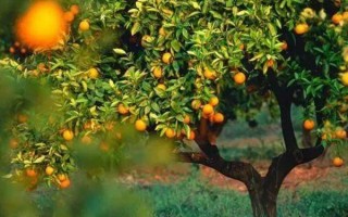 支付宝果树要多久才能成熟？种果树有几种方式？