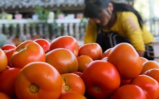 攀枝花番茄“疫下滞销” 95后姑娘开网店助村民脱困