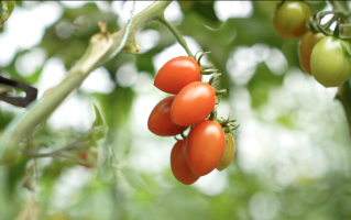 产地新鲜直达消费者，平度小番茄照亮果农致富路