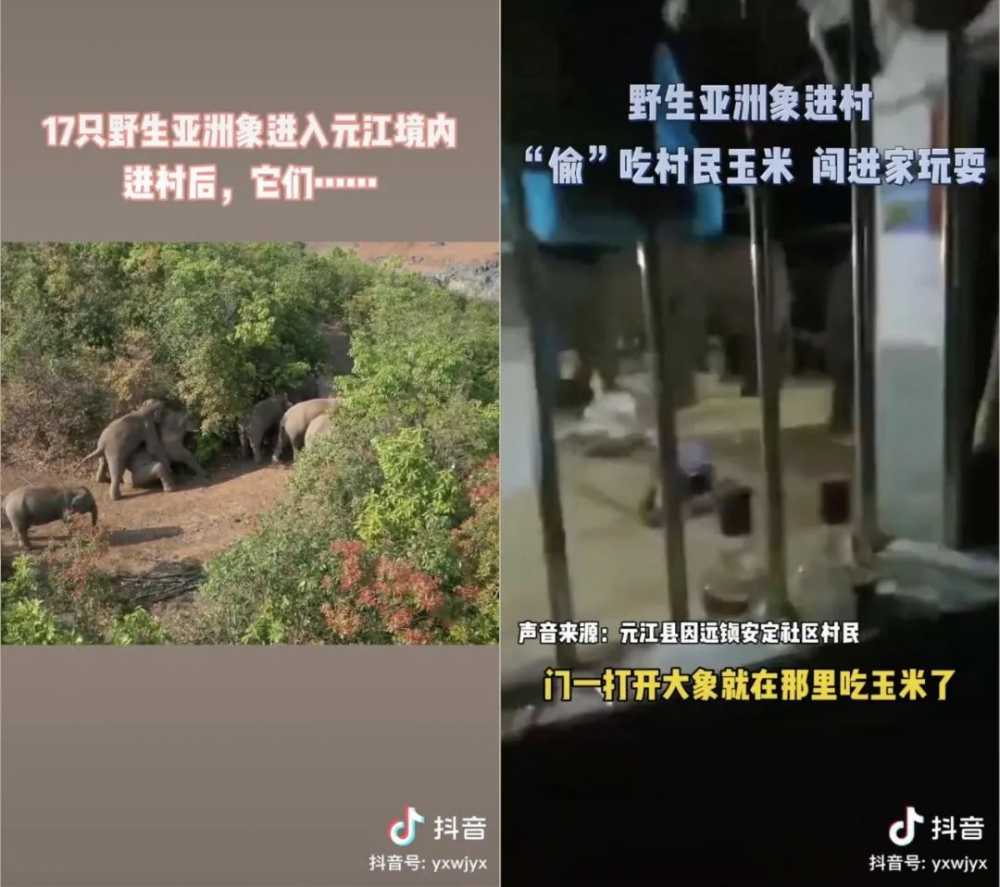 在抖音网友的视频里，我追完了云南野象连续剧-第5张图片-周小辉博客