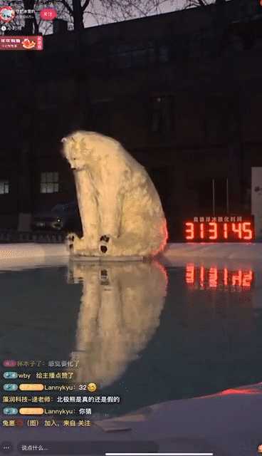 昨天，13894488位老铁在快手围观一头北极熊-第1张图片-周小辉博客