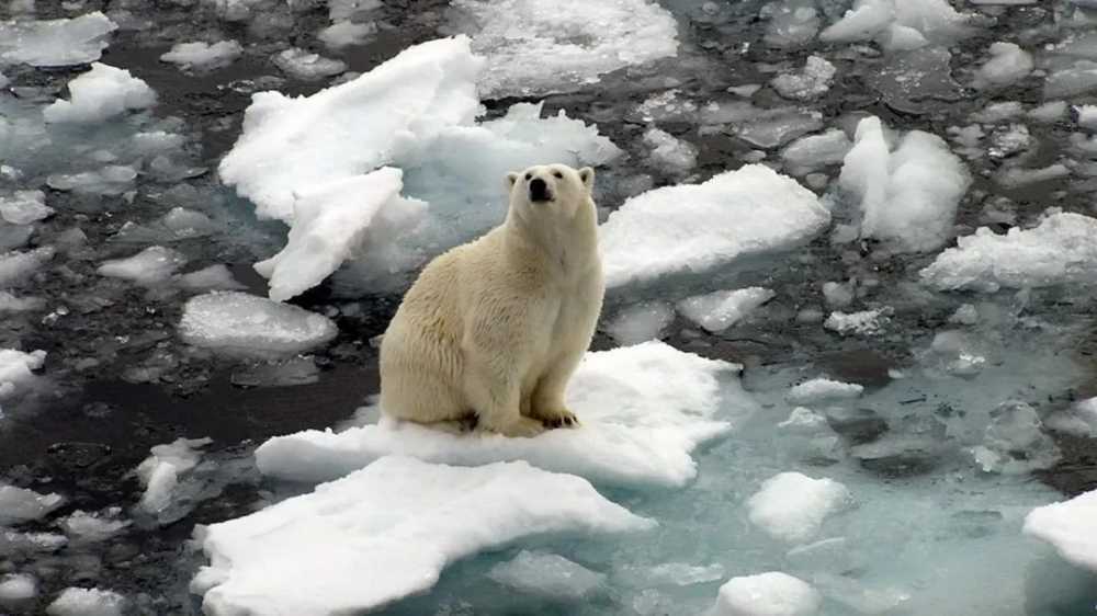 昨天，13894488位老铁在快手围观一头北极熊-第2张图片-周小辉博客